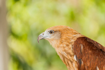 Close up portrait of a red tailed hawk .