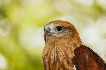 Close up portrait of a red tailed hawk .