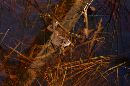 Frog on the surface of marsh water on a spring morning