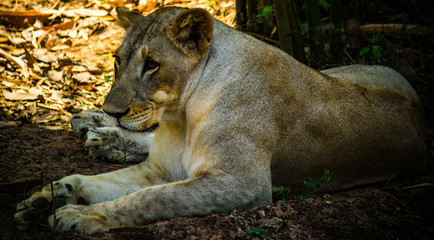 Lion