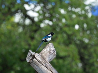 magpie in garden - Elster auf Baumstamm 