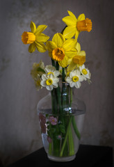 Flowers. Still life of daffodils.