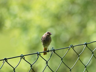 Black Redstart in garden