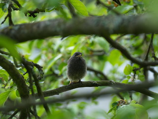 Black Redstart in garden