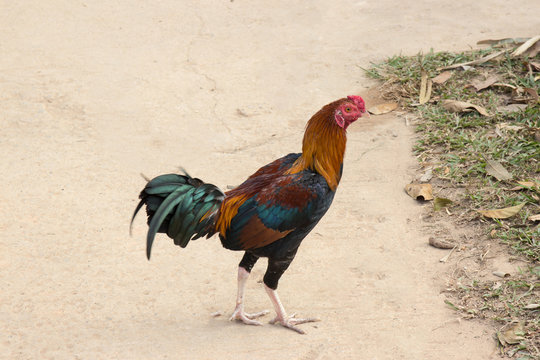 thai gamecock chicken on floor