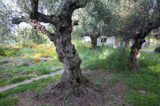old olive trees and flowers in greek garden in spring