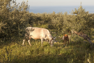 cow and calf between olive trees with blue sea in the background on greek peloponnese