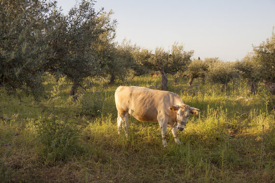cow between olive trees with blue sea in the background on greek peloponnese