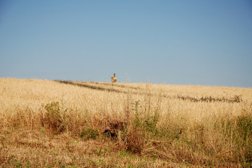 PALE EOLICHE,campania,sud italia.