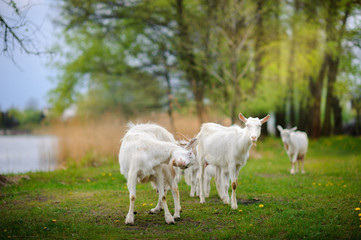 Obraz premium goats who are grazed on a meadow near the river