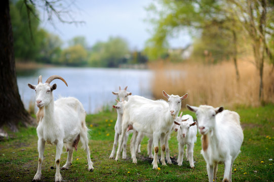 goats who are grazed on a meadow near the river