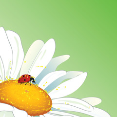 daisy and ladybird