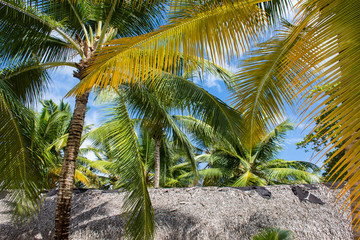 Fototapeta na wymiar View up to the sky under the green palm tree
