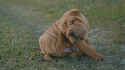 The little dog itches behind his ear