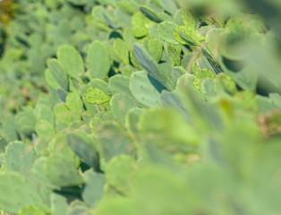 Background of green prickly cactus. Prickly pear