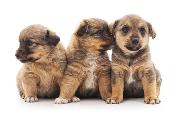 Fototapeta na wymiar Three puppies.