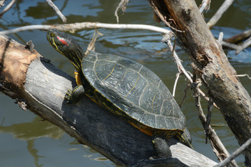 Red eared slider turtle sunbathing on tree branch above lake