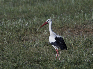White stork (Ciconia ciconia)