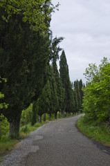 Fototapeta na wymiar Cypress Lined Road in Cortona, Italy