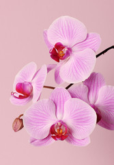 Naklejka na ściany i meble beautiful pink orchid