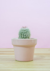 Small cactus in a flowerpot on a pink background