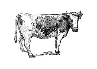 illustration of cattle