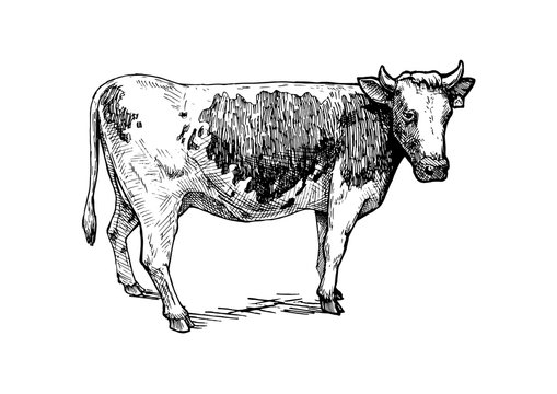illustration of cattle