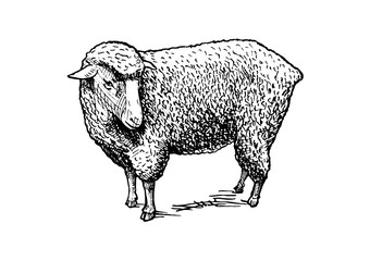 illustration of sheep