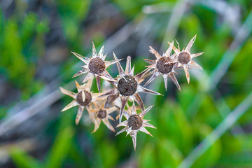 Dried plant in the form of gear mechanism