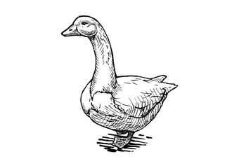 illustration of goose - obrazy, fototapety, plakaty