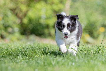 Border Collie Welpe beim Toben im Garten