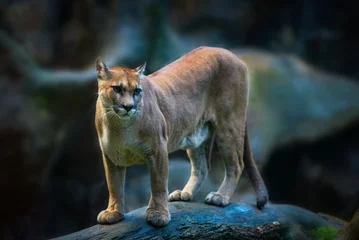  Puma Big Cat Costa Rica © Maricel