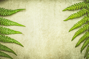 Nature background with green fern leaves, top view, frame