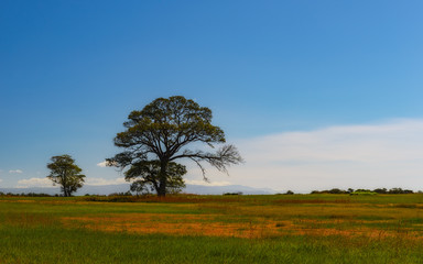 Big Tree Guanacaste Costa Rica