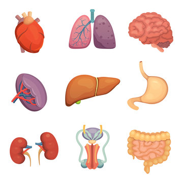 Cartoon human organs set. Anatomy of body. Reproductive system, heart, lungs, brain illustrations