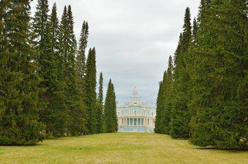 Natural landscape with fir trees.