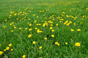Mniszki kwitnące wiosną/Dandelions blowing in spring