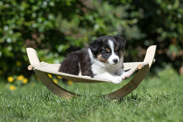 Border Collie Welpe in einer Hängematte