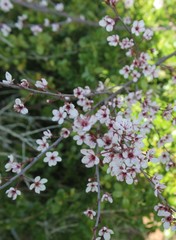 White and Red Small Flowers