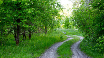 Fototapeta na wymiar rural road in green forest