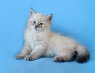 Siberian colorpoint kitten