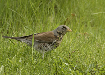 fieldfare