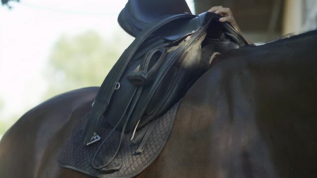 SLOW MOTION, CLOSE UP, DOF: Unrecognizable person preparing big mighty dark brown horse for a dressage ride training. Woman placing a pad blanket and saddle gently on horse back in front of a stable