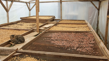 Fototapeta na wymiar Trocknung von Kakao- und Kaffeebohnen, Plantage auf Sao Tome und Principe, Afrika