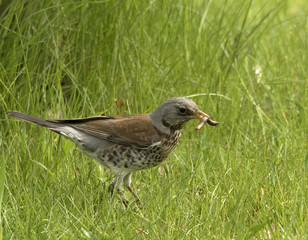 fieldfare
