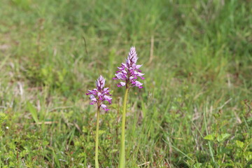 Wild orchid / Very beautiful and rare flowers