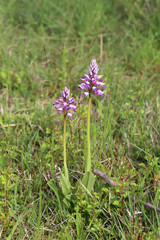 Wild orchid / Very beautiful and rare flowers