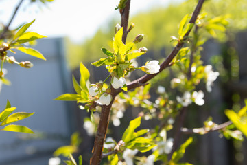 Buds and young leaves on the cherry tree trunk closeup. Tree texture. Selective focus.