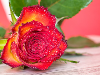 Rose mit Wassertropfen Makro