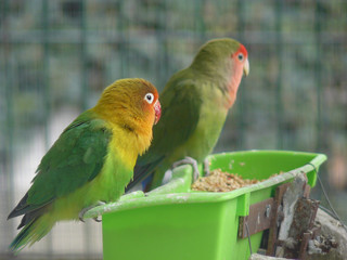 Pareja de agapornis